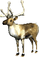 stag animation