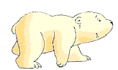 polar bear animation