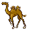 camel animation