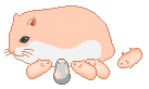 hamster and babies animation