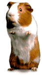 guinea pig animation