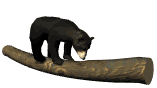 bear on log animation