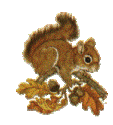 squirrel with acorns animation