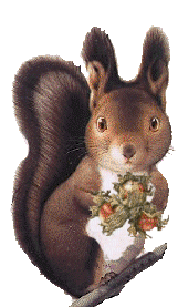 squirrel with acorns animation