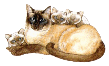 cat and kittens  animation