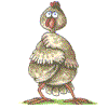 chicken animation