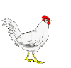 hen animation