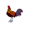 chicken animation
