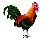 rooster animation