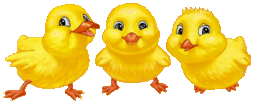 pretty little chicks animation