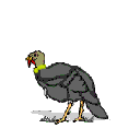 turkey animation