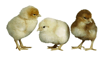 fluffy chick animation