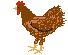 brown hen animation
