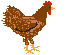 brown hen animation