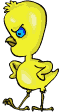 angry chick animation