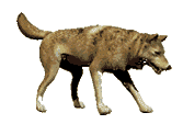 dog animations