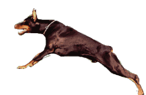 doberman animations