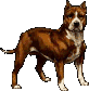 Pitbull animations