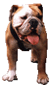 english bulldog  animations
