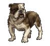 english bulldog animations