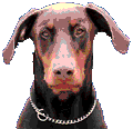 doberman dog animations