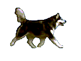 malamut animations