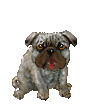 dog animations