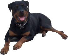 rottweiller animations