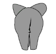 elephant dancing  animation