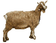  goat   animation