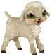 little lamb    animation