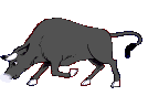 angry bull    animation