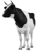  cow   animation