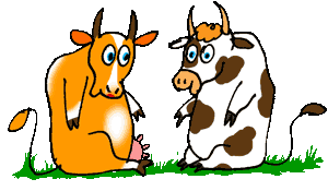 loving cows   animation
