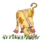 cream cow snorting    animation