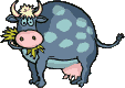 cow chewing grass    animation