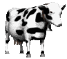 black and white cow    animation