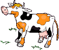 black and brown cow    animation