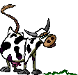 cow    animation