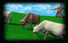  cows   animation