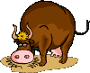 cow    animation