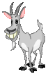 goat chewing    animation