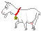  white goat   animation
