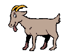goat   animation