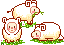  three sheep   animation