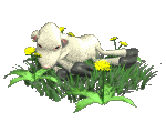 lamb and flowers   animation