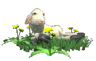  lamb eating flowers   animation