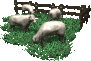  lamb   animation