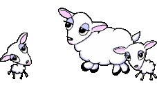  sheep  and lambs animation