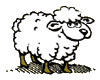  sheep   animation